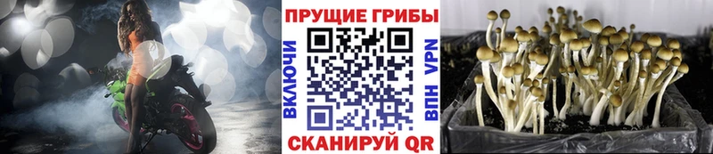 где купить наркотик  Еманжелинск  Галлюциногенные грибы прущие грибы 